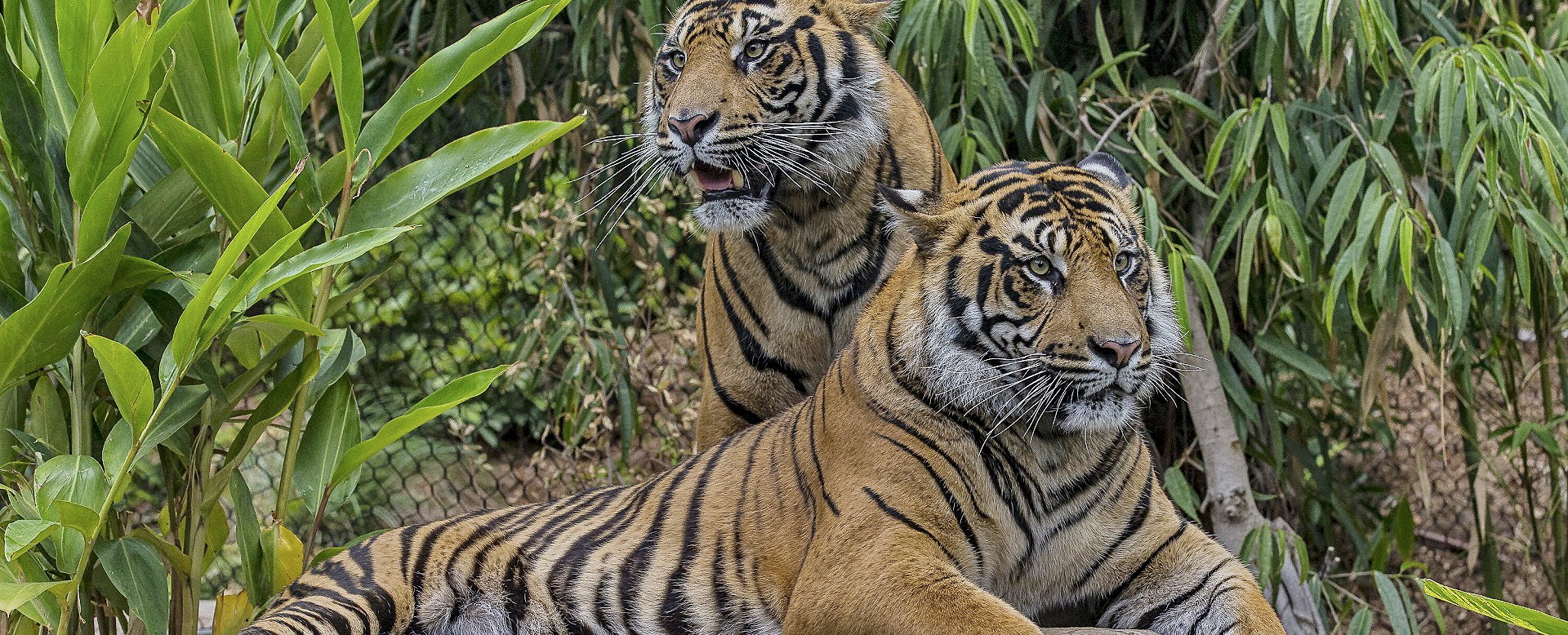 San Diego Zoo - Tigers